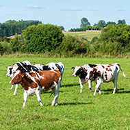 New bovine TB testing rules for Wales