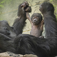 Endangered gorilla born at London Zoo