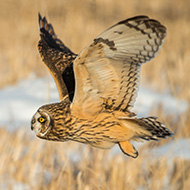 Short-eared owls show large degree of movement, study finds