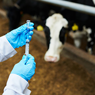 Antimicrobial use in dairy cows decreasing, report reveals