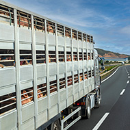 Livestock transport laws too vague, study finds