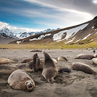 Avian flu discovered in sub-Antarctic mammals