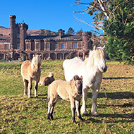 Nature reserve welcomes Highland pony foals