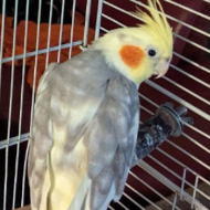 RSPCA searching for owner of singing cockatiel