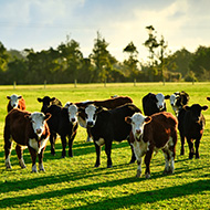 Welsh vets and farmers collaborate in animal health pilot