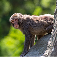 Keepers search for escaped macaque in Scotland