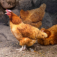 Humans can tell chickens' moods by their clucks, study finds
