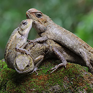 New iguana species found in China