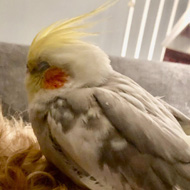 RSPCA reunites singing cockatiel with owner