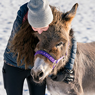 Donkeys provide wellbeing to equine welfare officers