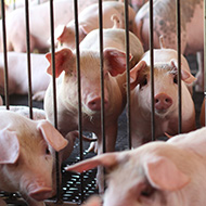 Illegal pork imports spark African swine fever concerns 