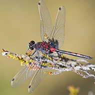 The colour of dragonflies change with seasons, study finds