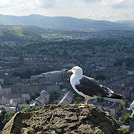 NatureScot updates gull control licensing guidance 