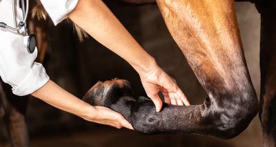 Lameness most common finding in PPEs, research reveals
