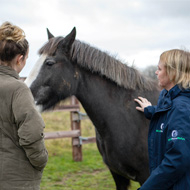 Support service launched for horse owners