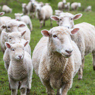 Wet winter could mean more ewes need worming
