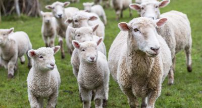 Wet winter could mean more ewes need worming