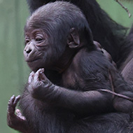 London Zoo welcomes second gorilla baby in month