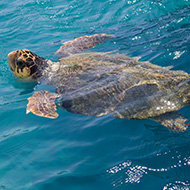 Turtle rescued in Cumbria months after being rescued in France