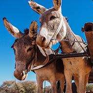 African Union approves donkey skin trade moratorium