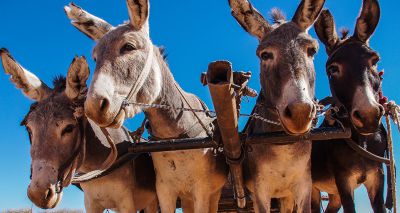 African Union approves donkey skin trade moratorium