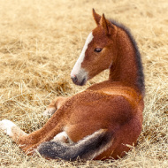 Webinar to look at equine sleep deprivation