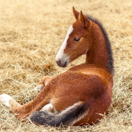 Equine News