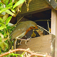 National Nest Box Week begins