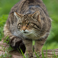 Wildcat project prepares for breeding season