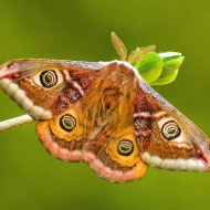 Butterfly and moth genomes unchanged for 250 million years