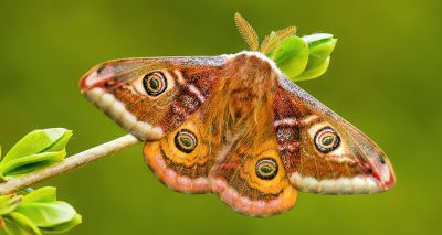 Butterfly and moth genomes unchanged for 250 million years