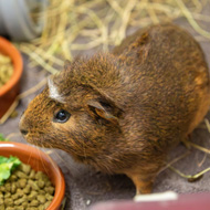 Rescue centre seeks homes for almost 100 guinea pigs