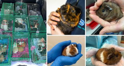 Rescue centre seeks homes for almost 100 guinea pigs