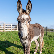 Vet unblocks donkey's stomach with cola