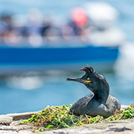 Farne Islands reopen after avian flu outbreak