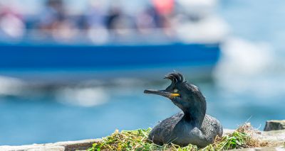 Farne Islands reopen after avian flu outbreak