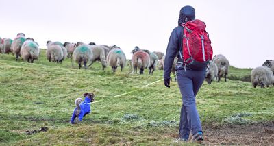 Dog owners urged to prevent lambing season attacks