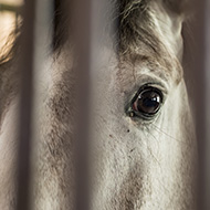 Charity rescues horses abandoned in smuggling attempt