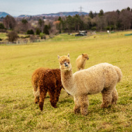 Government backs bill to update livestock worrying legislation