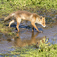 Rescuers save stuck fox from slurry lagoon