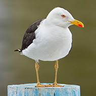 British gulls transport plastic waste to Spanish lake