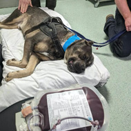 Rescue dog saves puppy's life with blood donation