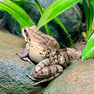 Critically endangered frogs breed at zoo
