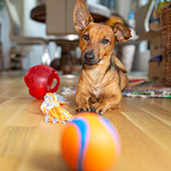 Dogs understand that words refer to objects, study suggests