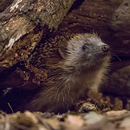 Pilot project to track UK hedgehog numbers