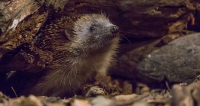 Pilot project to track UK hedgehog numbers