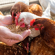 New registration rules announced to protect poultry
