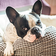 Study explores conflicts in brachycephalic PPCs