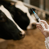 Essential medicines list for food producing animals launched