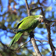 Lockdown reduced urban parakeet and crow activity